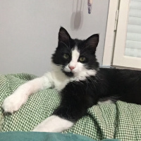 Tuxedo (Smokin) Kedi, Kedi  Zeytin fotoğrafı