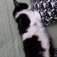 Tuxedo (Smokin) Kedi, Kedi  Zeytin fotoğrafı
