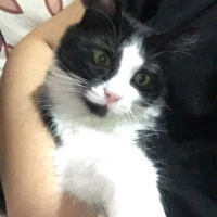 Tuxedo (Smokin) Kedi, Kedi  Zeytin fotoğrafı