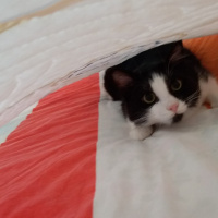 Tuxedo (Smokin) Kedi, Kedi  Zeytin fotoğrafı
