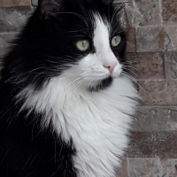 Tuxedo (Smokin) Kedi, Kedi  Zeytin fotoğrafı