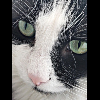 Tuxedo (Smokin) Kedi, Kedi  Zeytin fotoğrafı