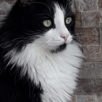 Tuxedo (Smokin) Kedi, Kedi  Zeytin fotoğrafı