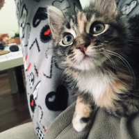 Tekir Kedi, Kedi  Kedi Hanım fotoğrafı