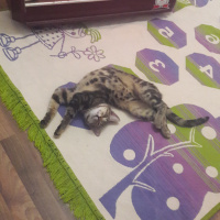 Tekir Kedi, Kedi  Tarçın fotoğrafı