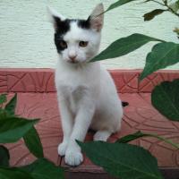 Sarman, Kedi  Toros fotoğrafı