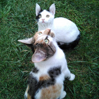 Sarman, Kedi  Toros fotoğrafı