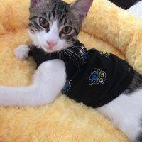Tekir Kedi, Kedi  Judy Meşekalkan fotoğrafı