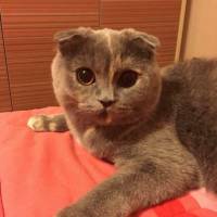 Scottish Fold, Kedi  Kokonat fotoğrafı