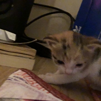 Tekir Kedi, Kedi  joe/william/jack/avarell fotoğrafı
