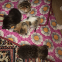 Tekir Kedi, Kedi  joe/william/jack/avarell fotoğrafı