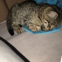 Tekir Kedi, Kedi  Jordy fotoğrafı