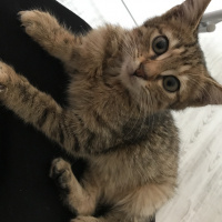 Tekir Kedi, Kedi  Kısmet fotoğrafı