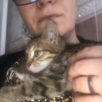 Tekir Kedi, Kedi  Kısmet fotoğrafı