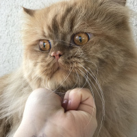 İran Kedisi (Persian), Kedi  Hayraz fotoğrafı