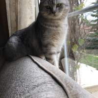 British Shorthair, Kedi  Duman fotoğrafı