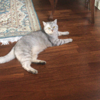 British Shorthair, Kedi  Duman fotoğrafı