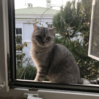 British Shorthair, Kedi  Duman fotoğrafı