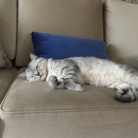 British Shorthair, Kedi  Duman fotoğrafı