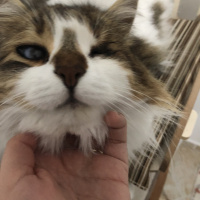 Tekir Kedi, Kedi  Pamuk fotoğrafı