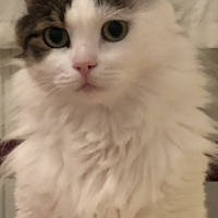 Tekir Kedi, Kedi  Pamuk fotoğrafı