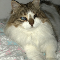 Tekir Kedi, Kedi  Pamuk fotoğrafı