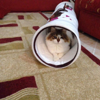 Tekir Kedi, Kedi  Pamuk fotoğrafı