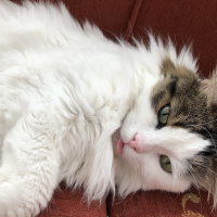 Soke, Kedi  İpek fotoğrafı