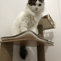 Soke, Kedi  İpek fotoğrafı