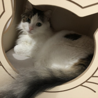 Soke, Kedi  İpek fotoğrafı