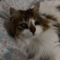 Soke, Kedi  İpek fotoğrafı