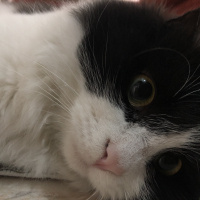 Tuxedo (Smokin) Kedi, Kedi  Kitty fotoğrafı