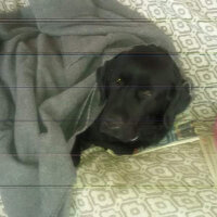 Labrador Retriever, Köpek  Zeytin fotoğrafı