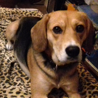 Beagle, Köpek  mati fotoğrafı