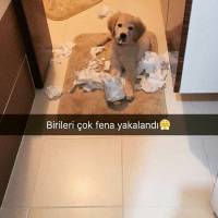 Golden Retriever, Köpek  Arthurr fotoğrafı