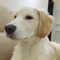 Golden Retriever, Köpek  Arthurr fotoğrafı