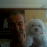 Maltese, Köpek  Pamuk fotoğrafı