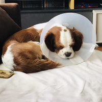 Cavalier King Charles Spanieli, Köpek  Kahve fotoğrafı