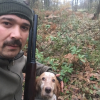 İngiliz Setter, Köpek  leon fotoğrafı