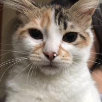 Tekir Kedi, Kedi  Sakız fotoğrafı