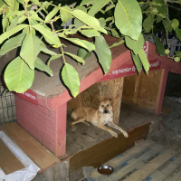 Boxer, Köpek  Tera fotoğrafı