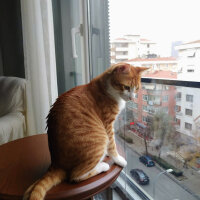 Tekir Kedi, Kedi  TARÇIN fotoğrafı