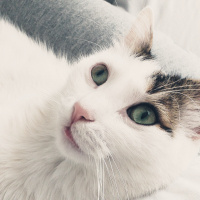 Tekir Kedi, Kedi  Minnoş fotoğrafı