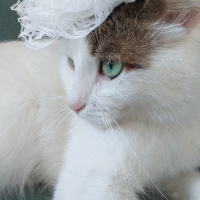 Tekir Kedi, Kedi  Minnoş fotoğrafı