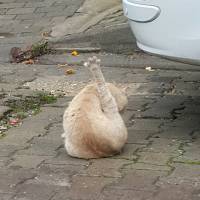 Ragamuffin, Kedi  Güçlü fotoğrafı