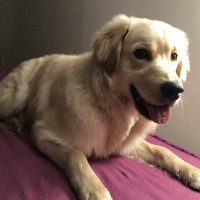 Golden Retriever, Köpek  Rio ( Aslan dediğimizdede bakıyor )  fotoğrafı