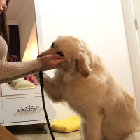 Golden Retriever, Köpek  Rio ( Aslan dediğimizdede bakıyor )  fotoğrafı