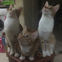 Sarman, Kedi  Tarçın fotoğrafı