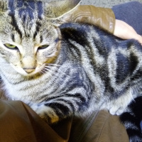 Tekir Kedi, Kedi  Mırıl fotoğrafı