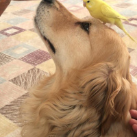 Golden Retriever, Köpek  Sam fotoğrafı
